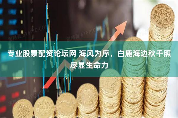 专业股票配资论坛网 海风为序，白鹿海边秋千照尽显生命力